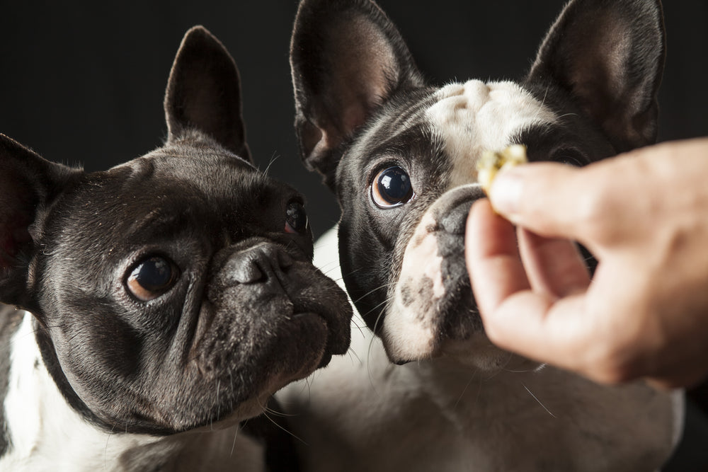 French bulldogs being fed