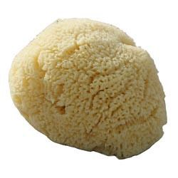 Beaming Baby | Organic Baby Sea Sponge Large | 1large